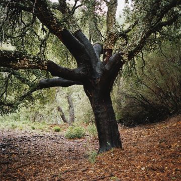 Antoine_Bruy_Scrublands_13