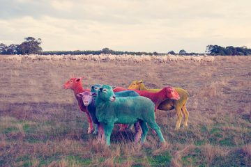 gray-malin-dream-series-rainbow-sheep-03