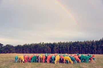 gray-malin-dream-series-rainbow-sheep-06