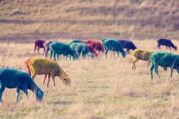 gray-malin-dream-series-rainbow-sheep-07