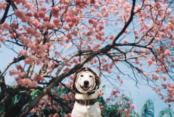 Gluta_Happy_Dog_05