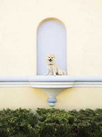 A Handbook for Dog Walkers Tomáš Werner_09