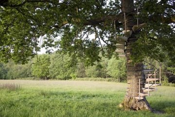 canopy_tree_stairs-thor_ter_kulve_robert_mcintyre_design_01