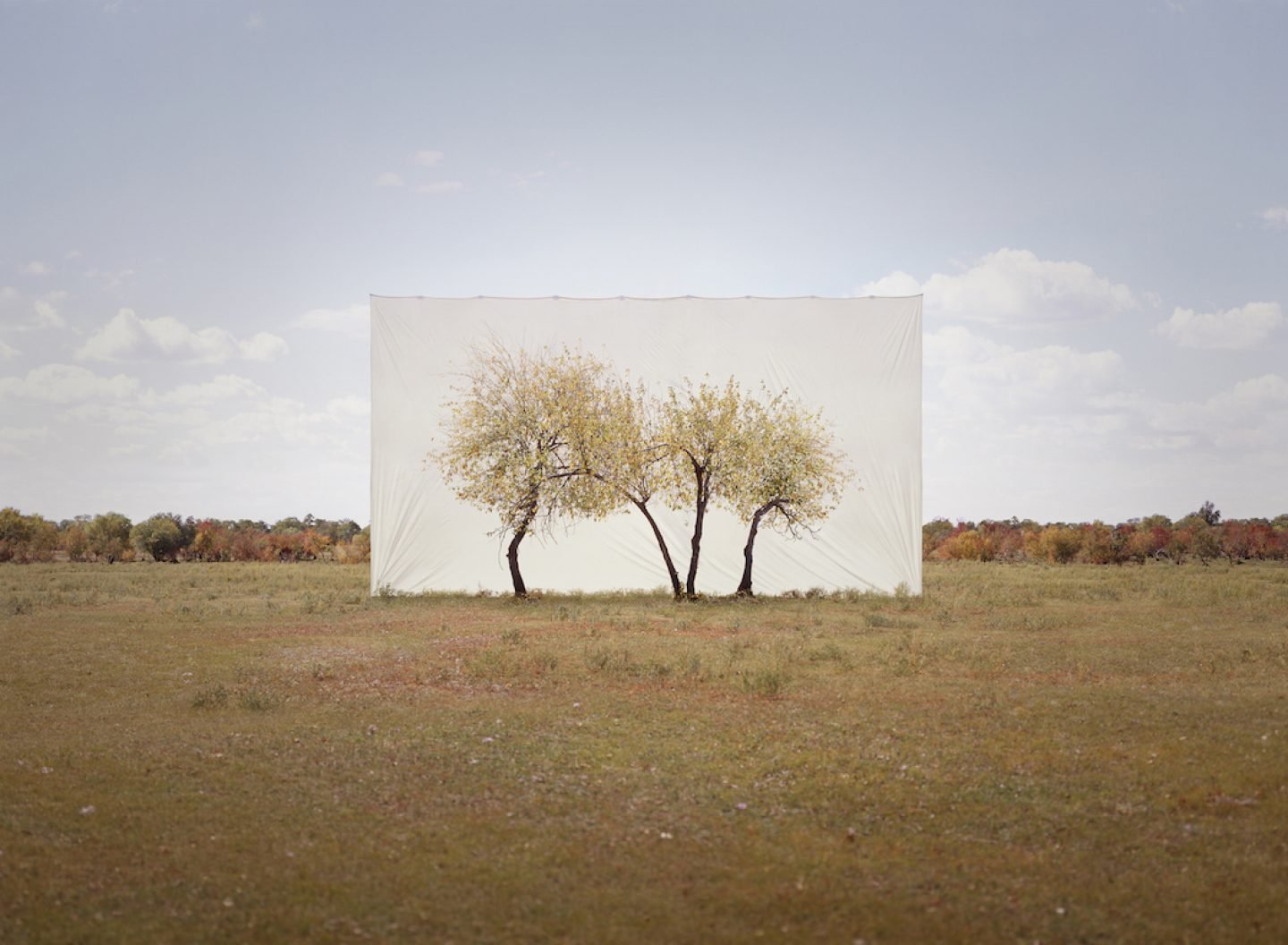 Myoung_Ho_Lee_Tree...4,2011