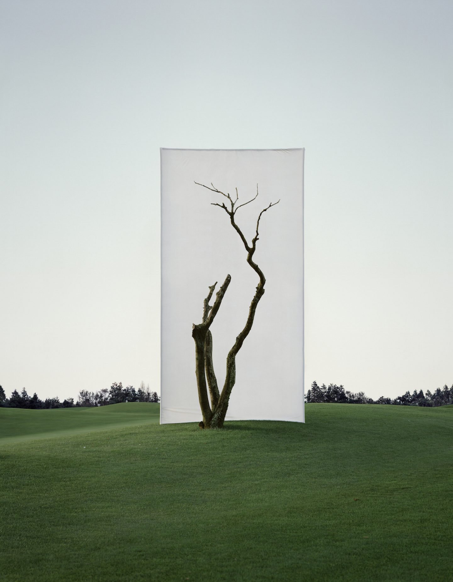 Myoung_Ho_Lee_Tree...1_1,2011