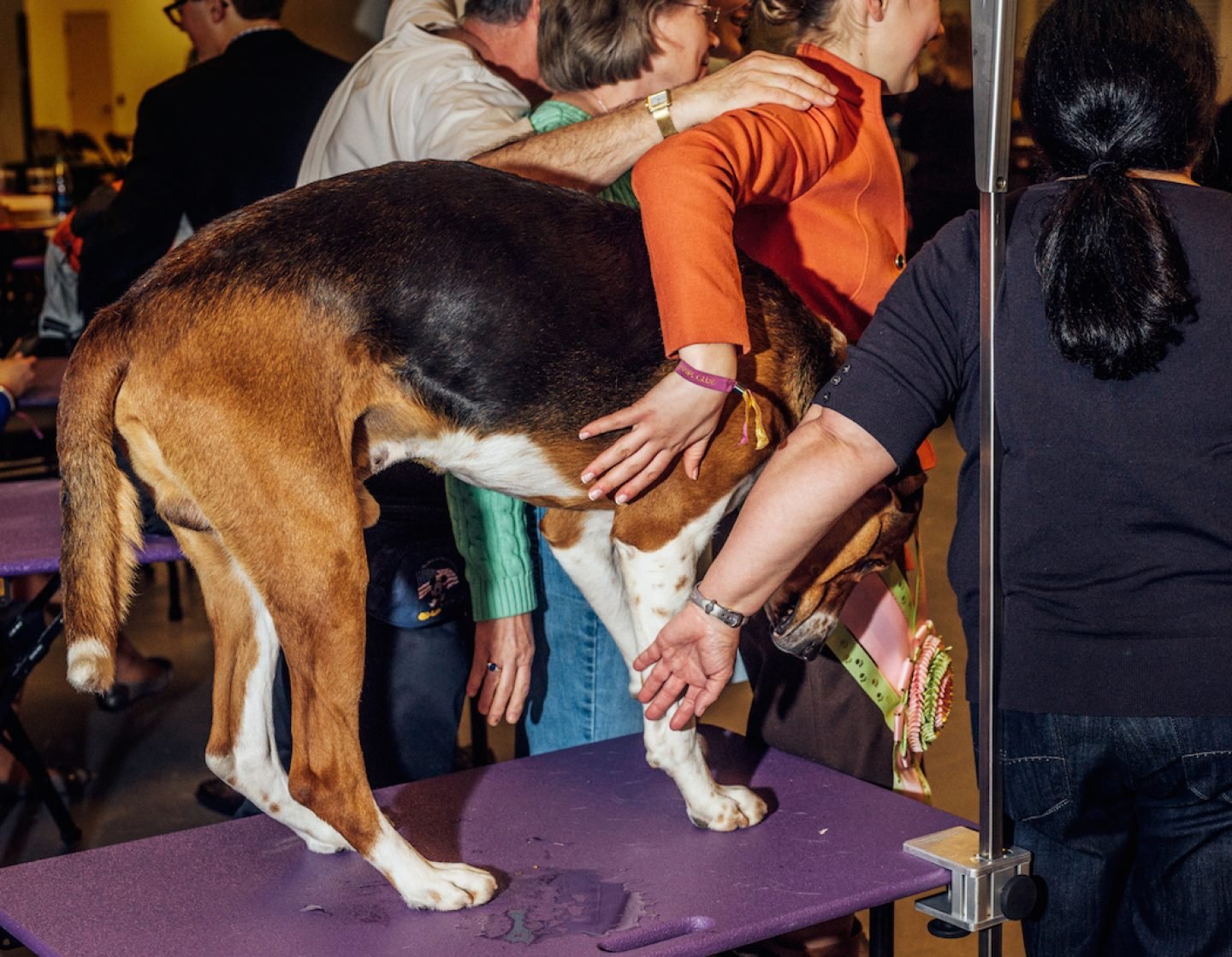 CaitOppermann_20160216_2500_work_handsondog