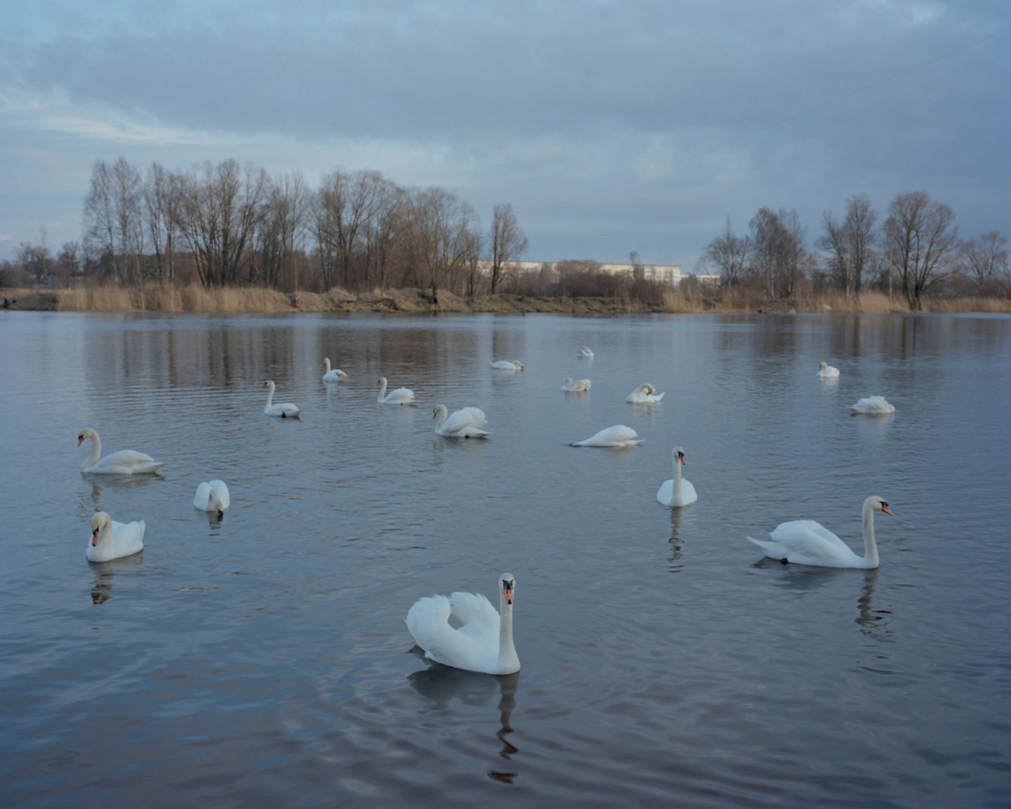 Tamed swans waiting for a feeding in Daugavgrīva, 2015.