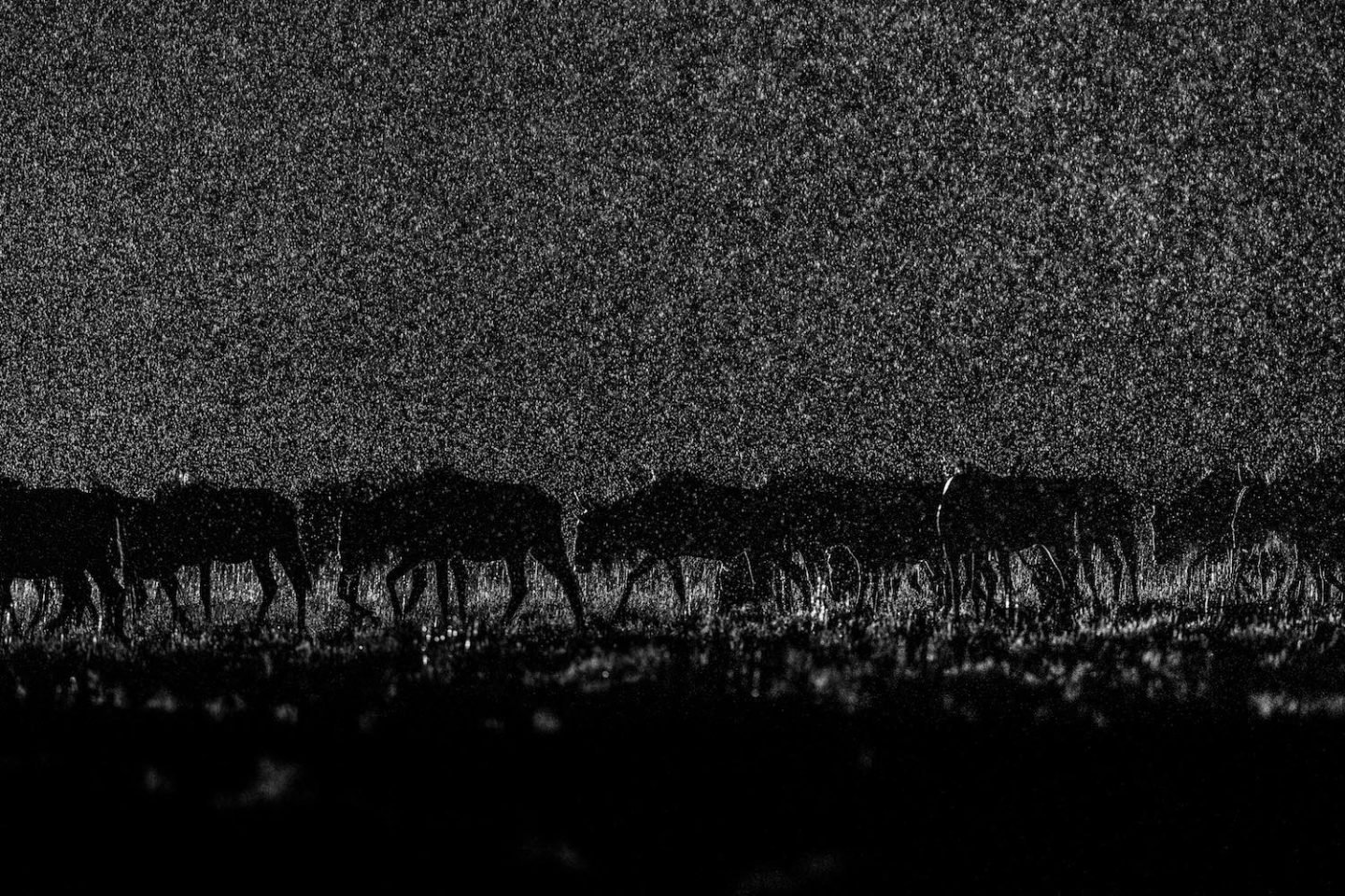 African Wildlife at Night