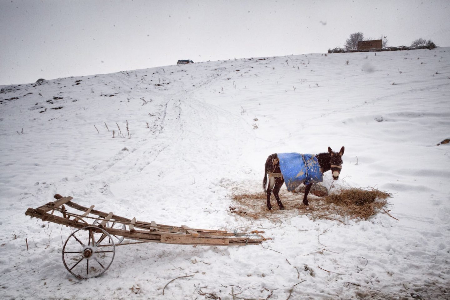 The Donkey Cart.