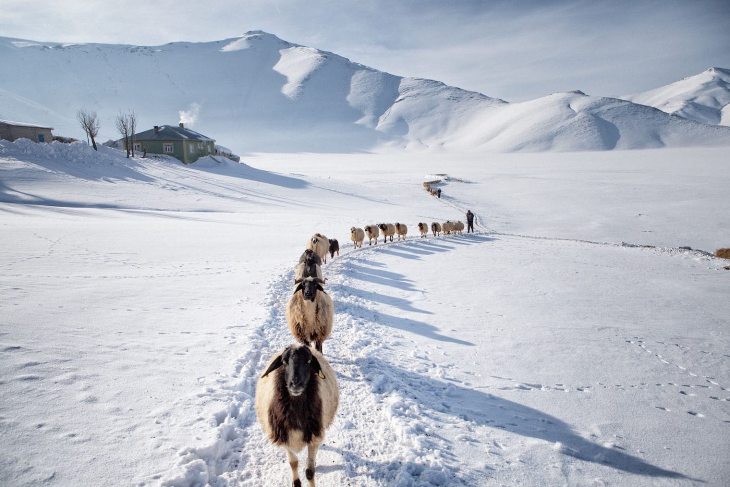 The Herd in Single File.