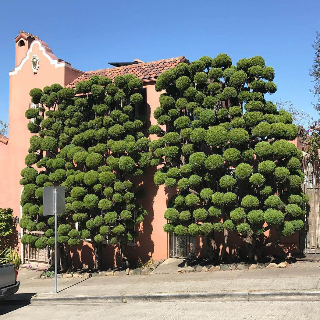 iGNANT_Photography_Kelsey_McClellan_San_Francisco_Trees_13