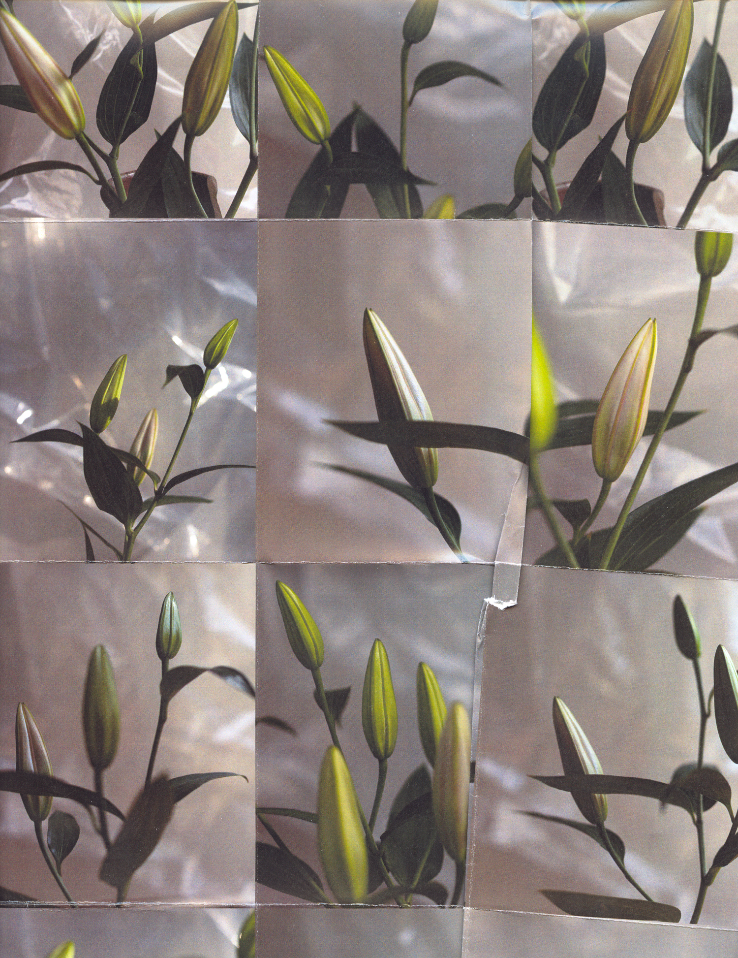 2018-01-25_5a69804d7d158_aysia-stieb-foot-tap-jaw-jerk-lillies-vinyl-flowers-grid-scan-photograph-01