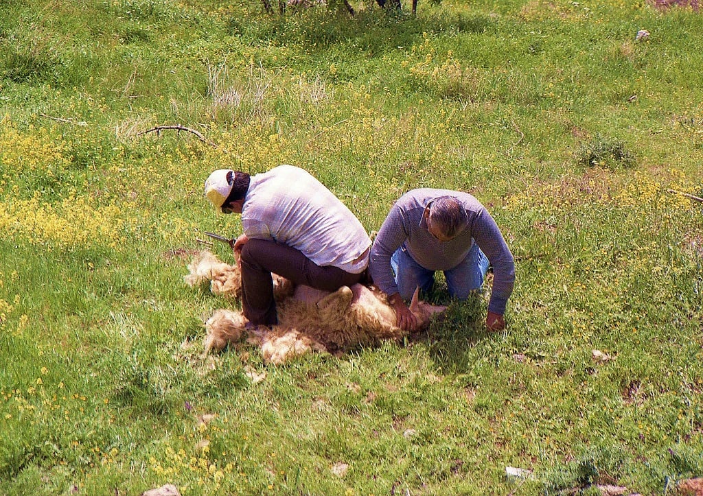 2018-01-27_5a6cb97803eaf_sheep-shearing_6130547062_o_small