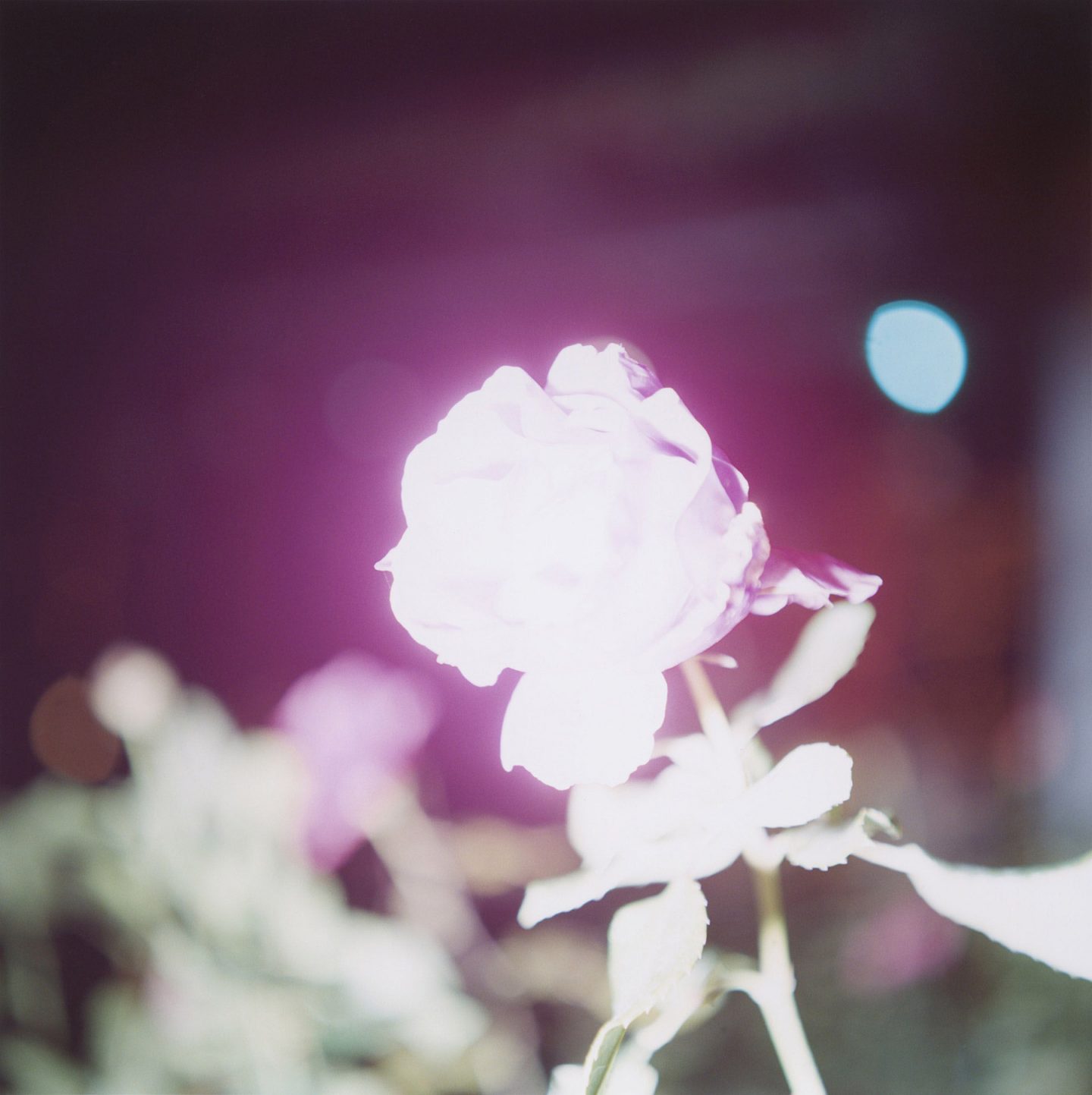 iGNANT-Photograophy-Rinko-Kawauchi-18