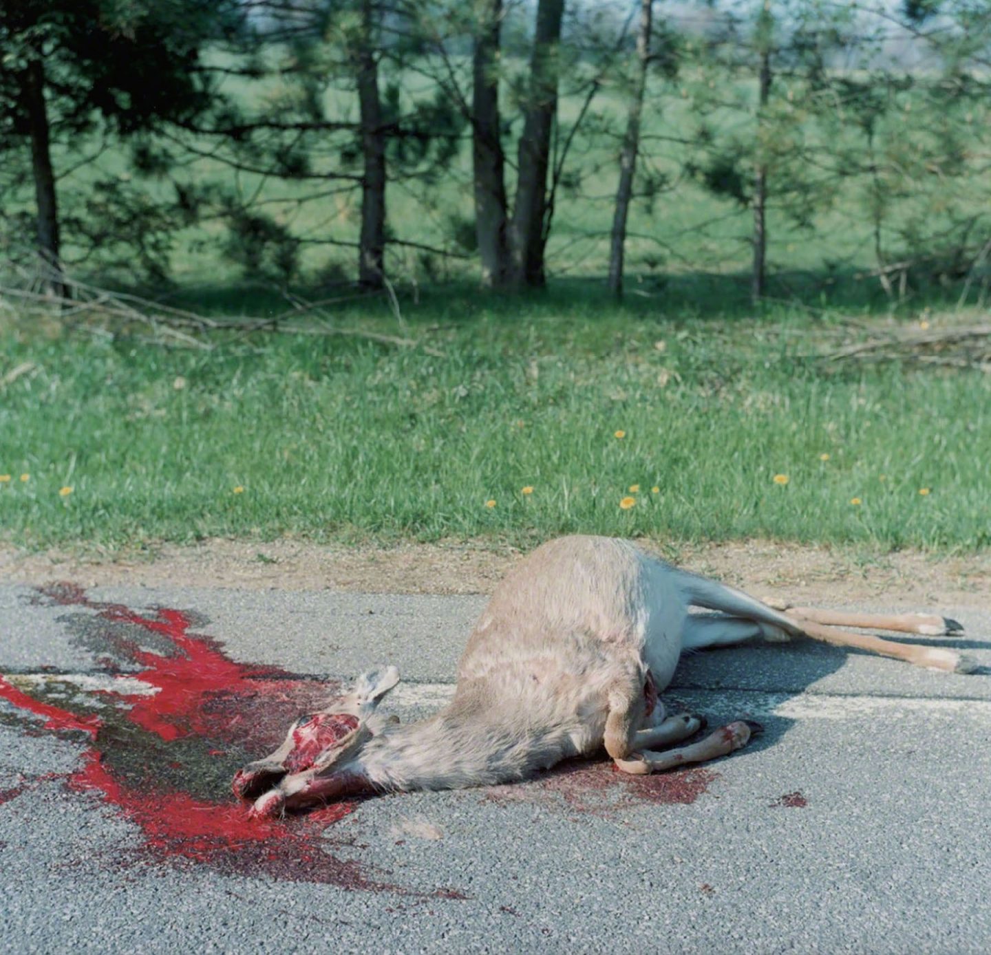 iGNANT-Photograophy-Rinko-Kawauchi-23