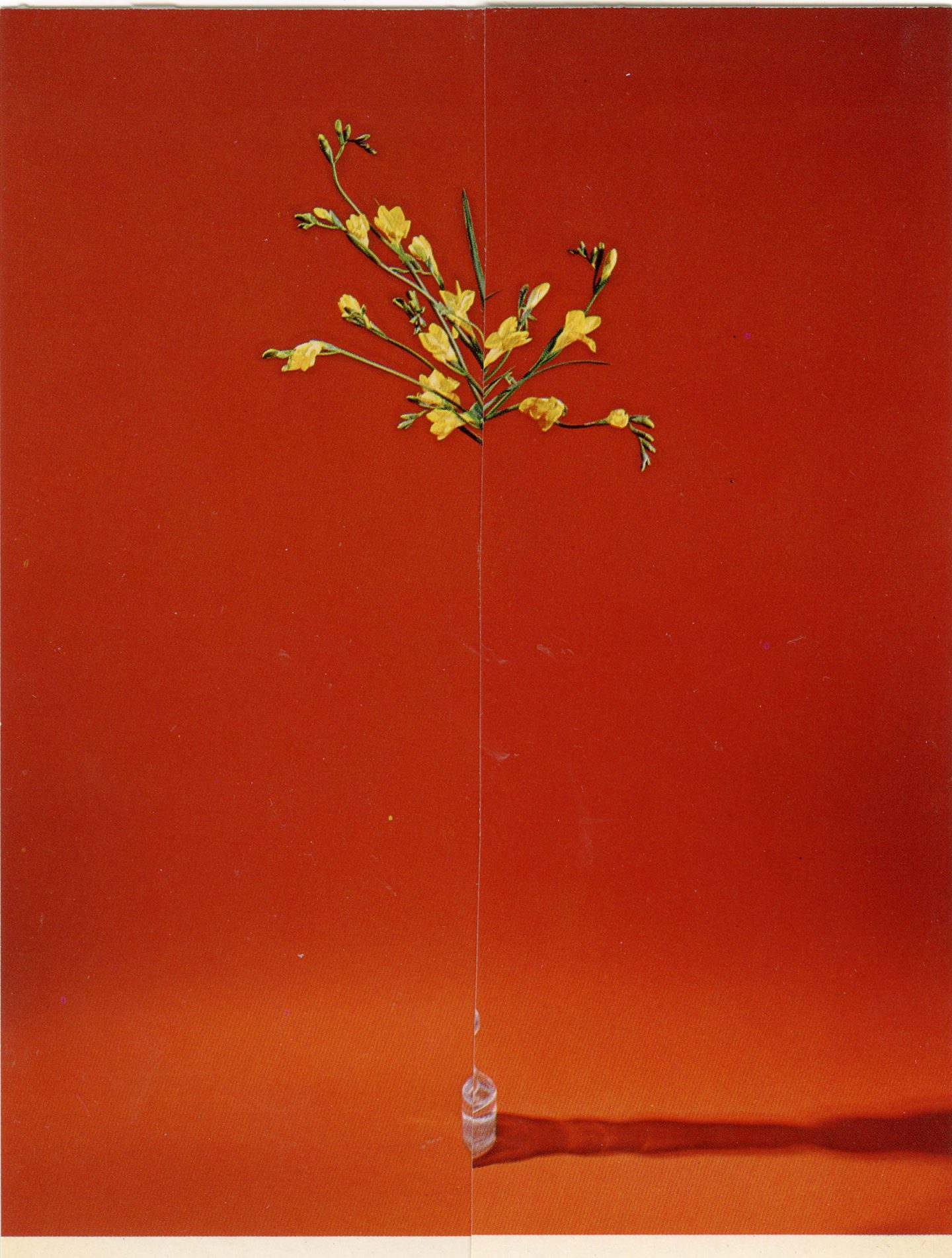 iGNANT-Art-Nicola-Kloosterman-Ikebana-004