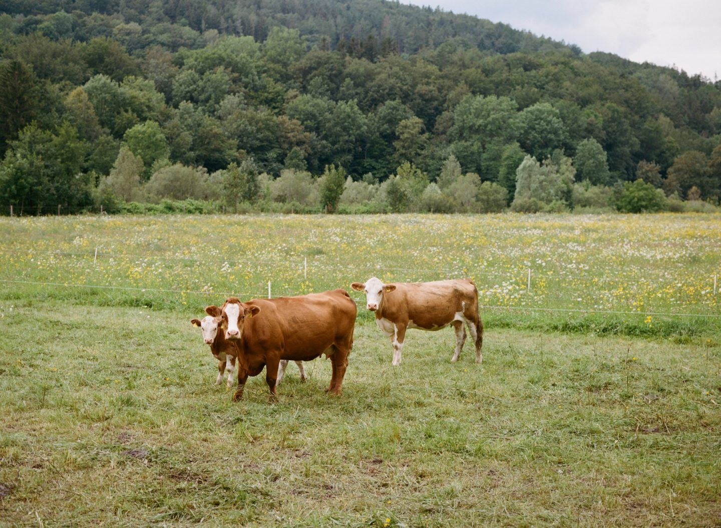 On-The-Road-Austria-Ignant-Daniel-Gebhart-025