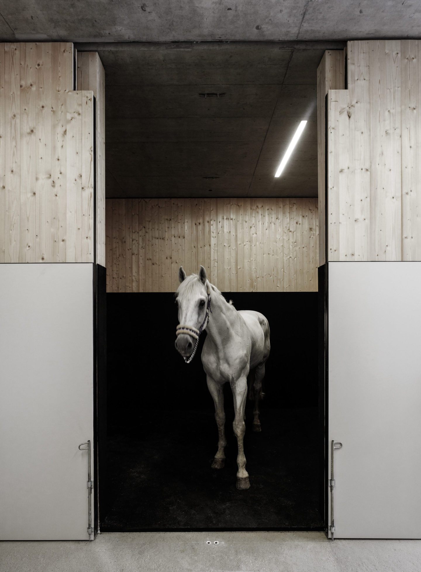 IGNANT-Architecture-Marte.Marte.-Architects-Veterinary-Clinic-8