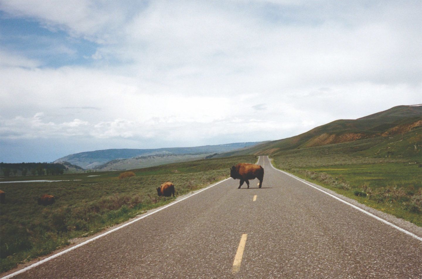 Bison crossing a road in Wyoming in the late spring.