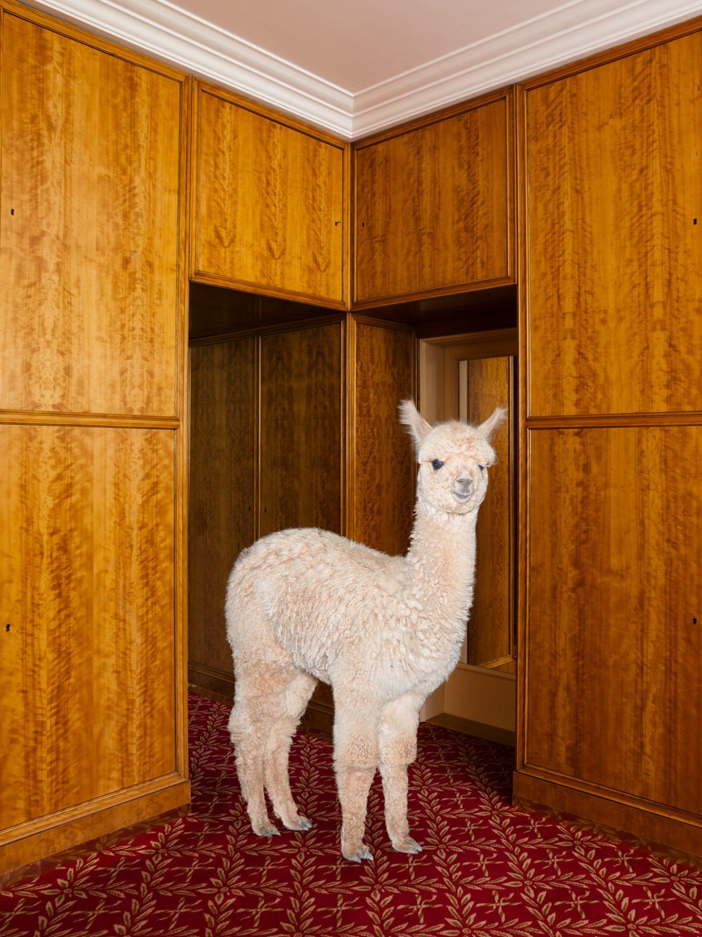 IGNANT-Photography-Daniel-Gebhart-De-Koekkoek-Better-Living-With-Alpacas-2-3