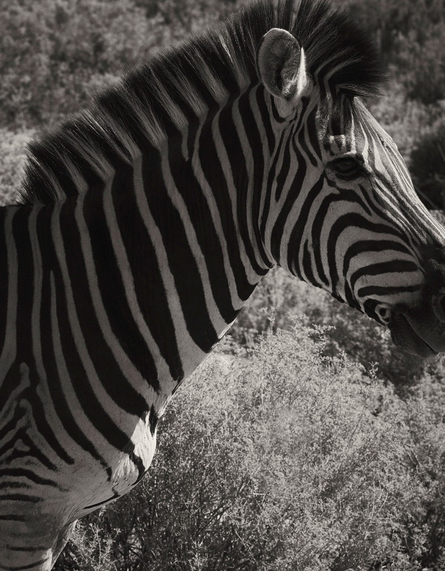 IGNANT-Photography-Laura-Palm-Zebra-1