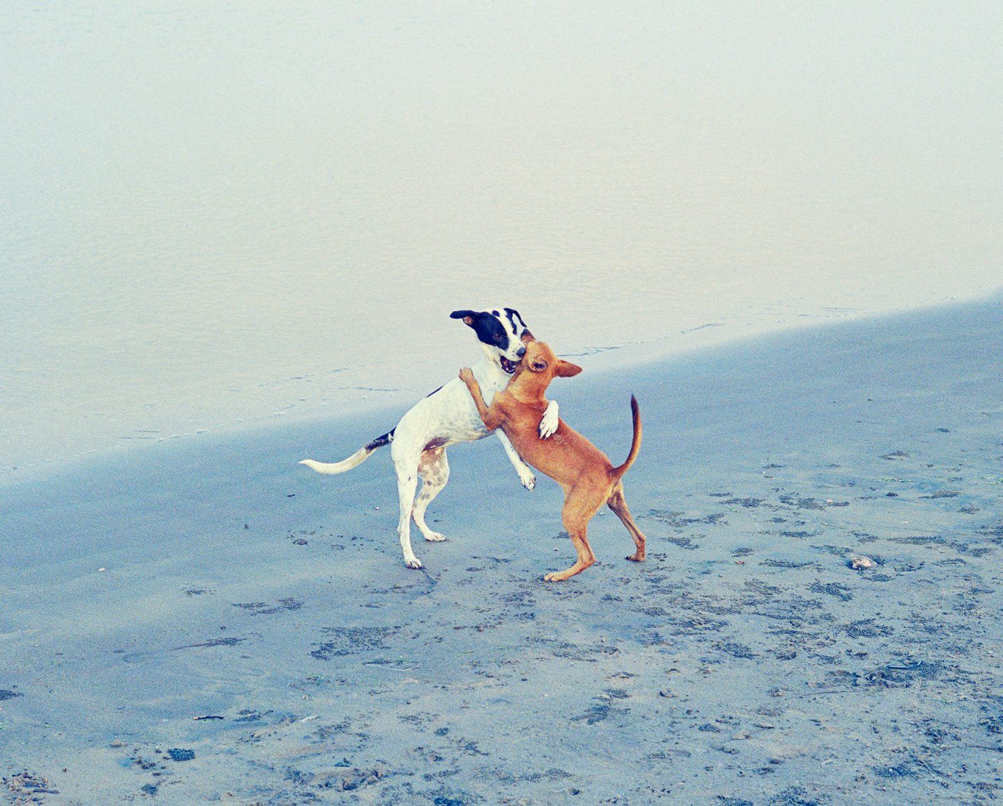 IGNANT-Photography-Vasantha-Yogananthan-Howling-Winds-13